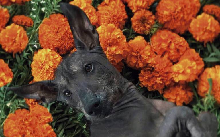 La Mítica Conexión Del Xoloitzcuintle Con La Tradición Del Día De Muertos